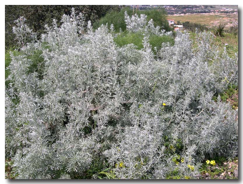 Artemisia arborescens / Assenzio arbustivo